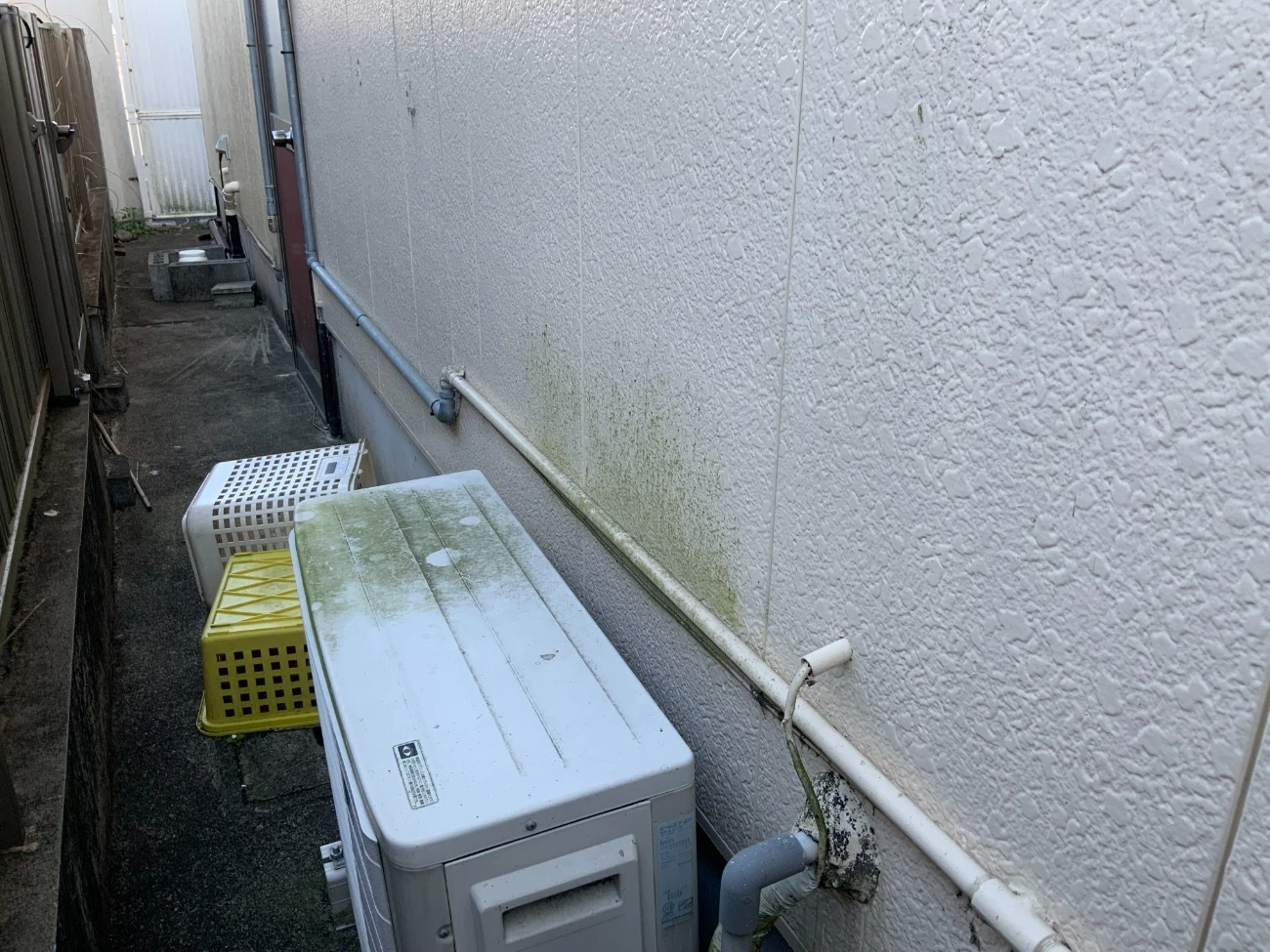 外壁コケ